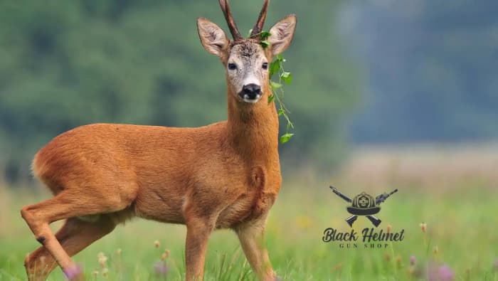 when is iowa shotgun deer season